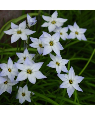 Steaua Primaverii Ipheion,...