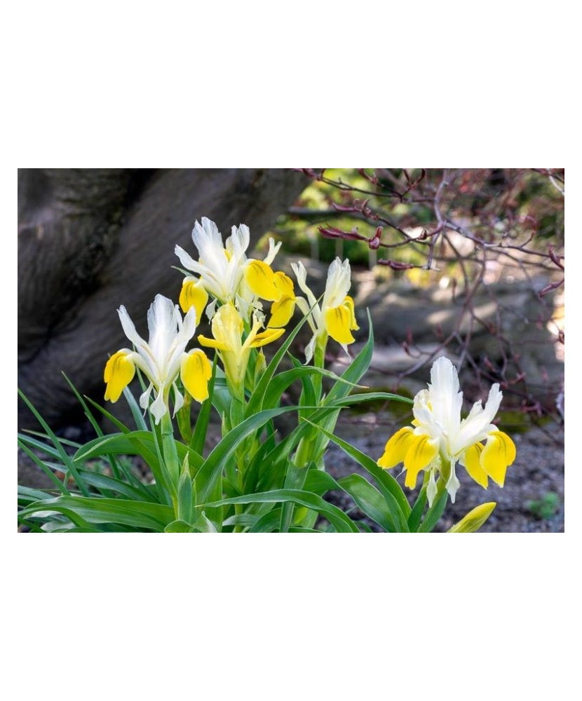 Iris, Bucharica l, Alb/Galben, I, 1 Bulb
