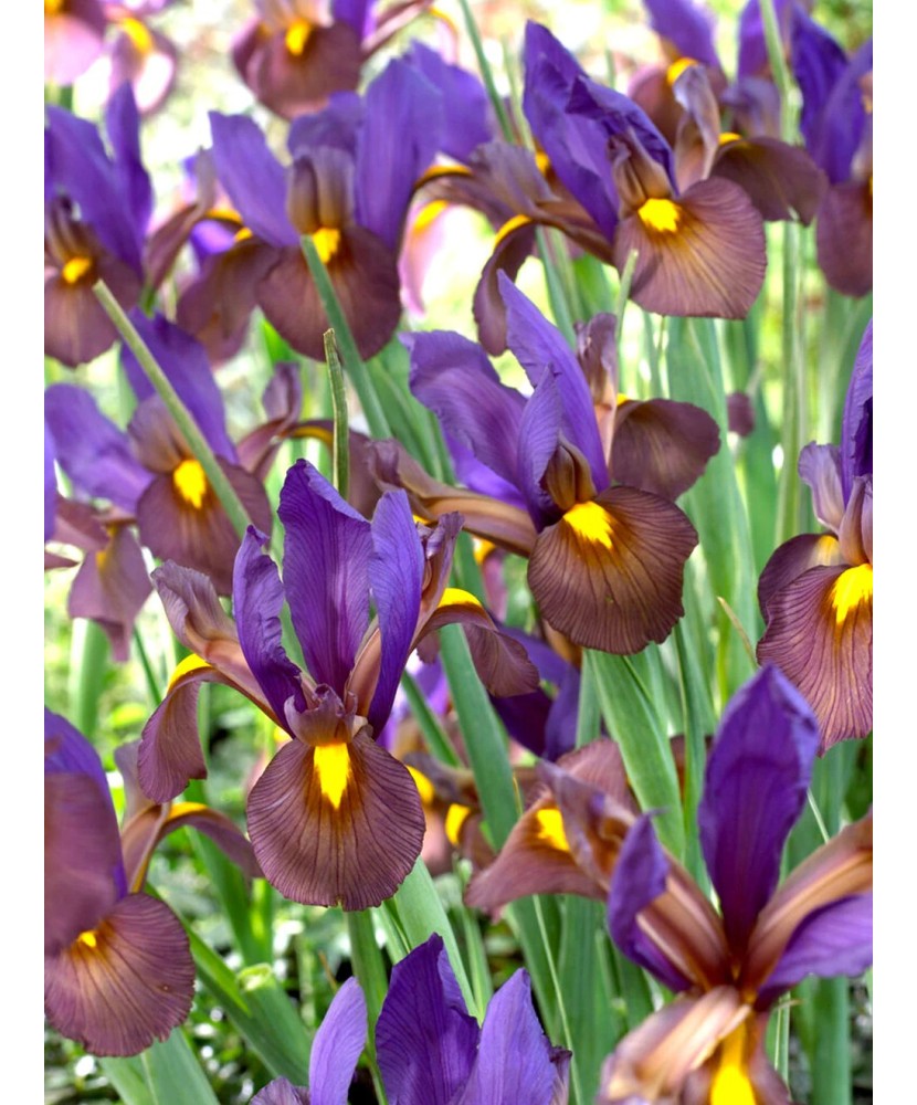 Iris Hollandica, Eye of the Tiger, Violet, 10/+, 1 Bulb