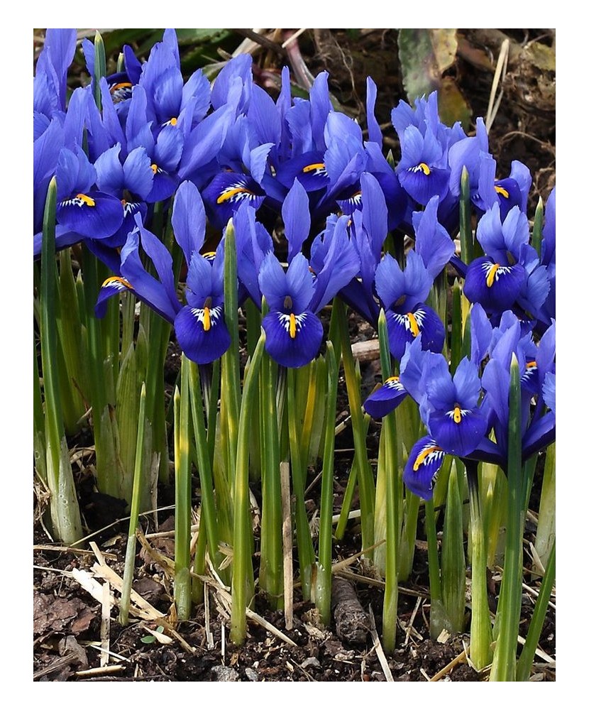 Iris Reticulata, Blue, Albastru, 5/6, 1 Bulb