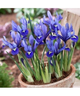 Iris Reticulata, Blue, Albastru, 5/6, 1 Bulb