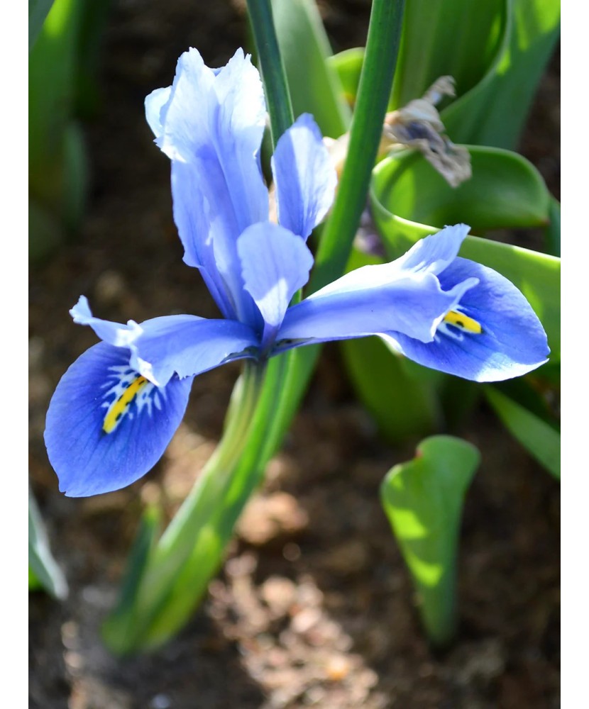 Iris Reticulata, Cantab, Blue, 5/6, 1 Bulb