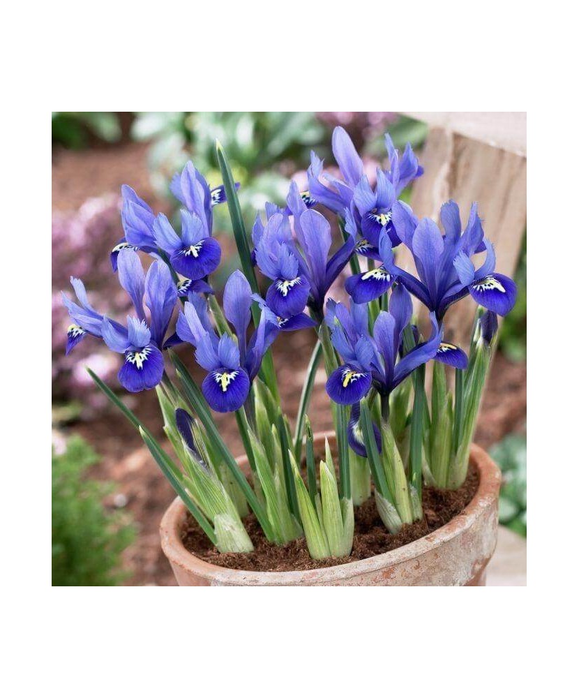 Iris Reticulata, Harmony, Blue, 5/6, 1 Bulb
