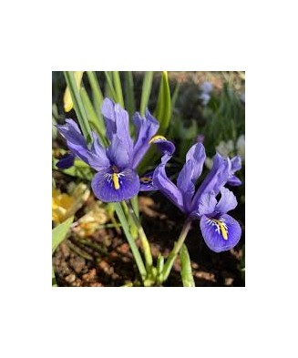 Iris Reticulata, Harmony, Blue, 5/6, 1 Bulb