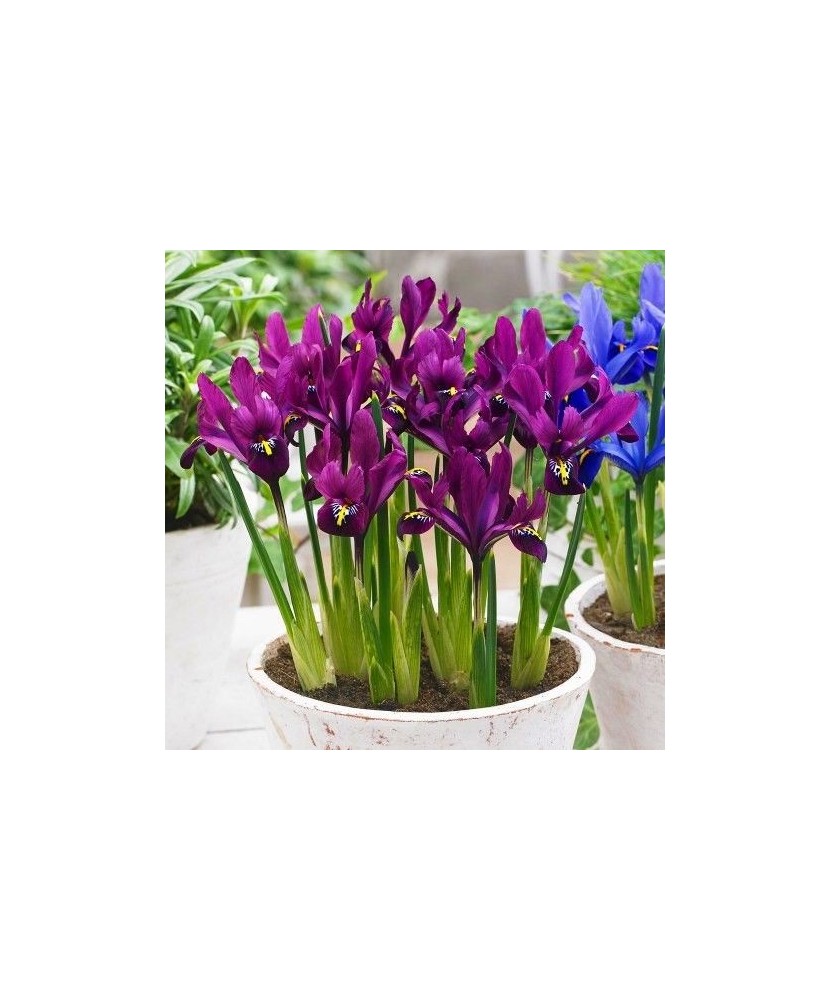 Iris Reticulata, J.S. Dijt, Visiniu, 5/6, 1 Bulb