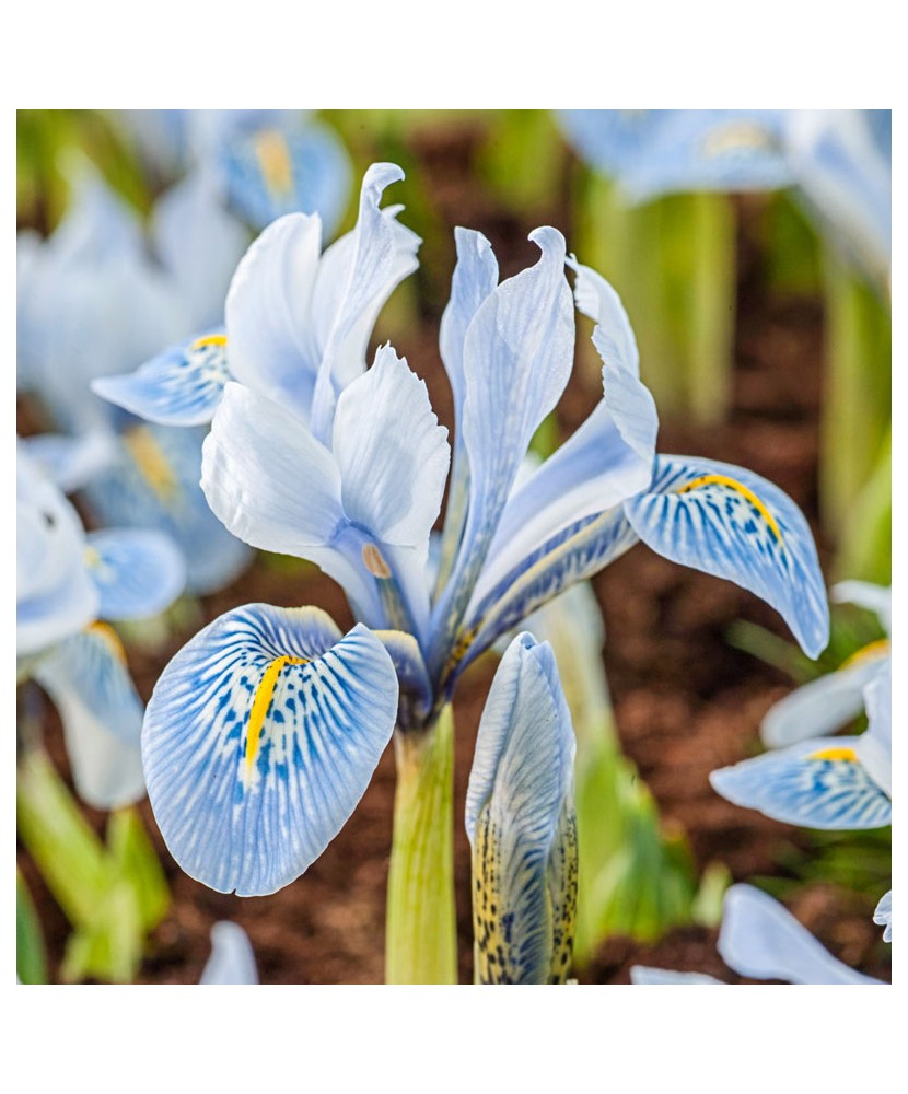 Iris Reticulata, Katharina Hodgkin, Alb/Blue/Galben, 5/+, 1 Bulb