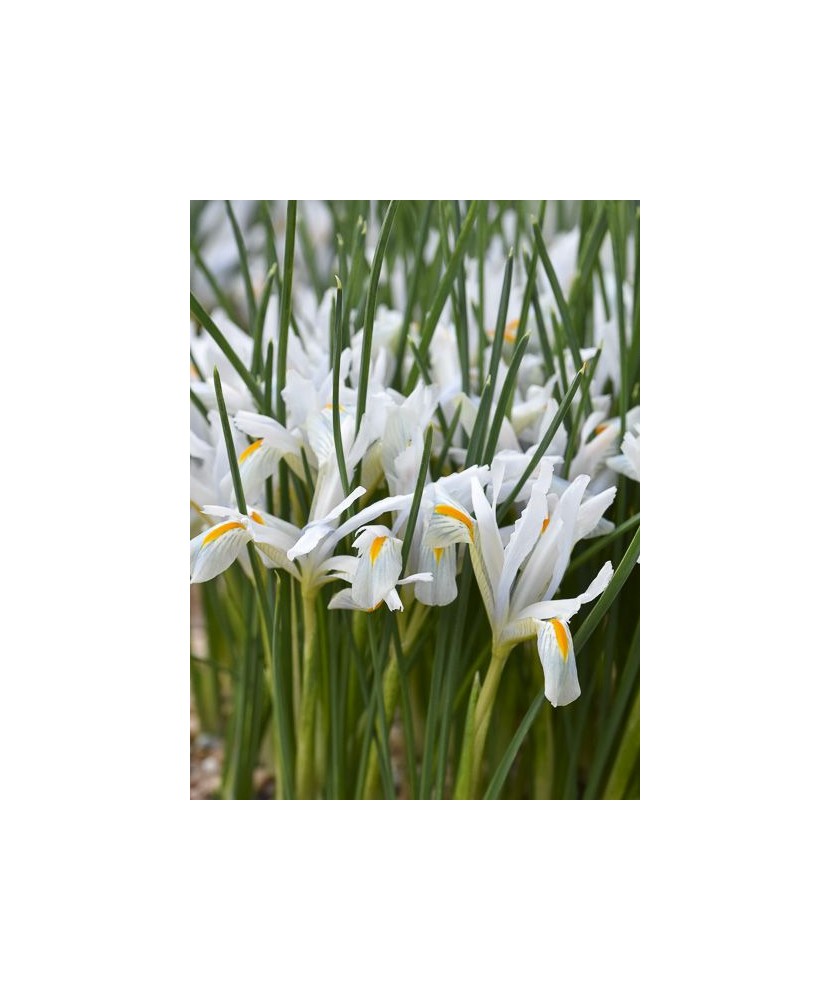 Iris Reticulata, Natascha I, Alb, 5/6, 1 Bulb
