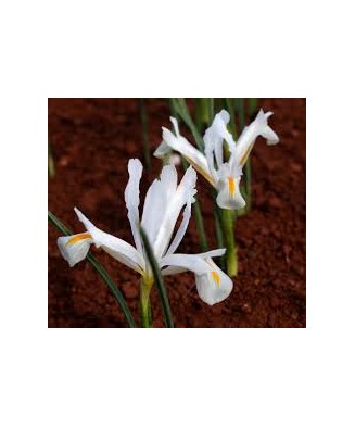 Iris Reticulata, Natascha I, Alb, 5/6, 1 Bulb