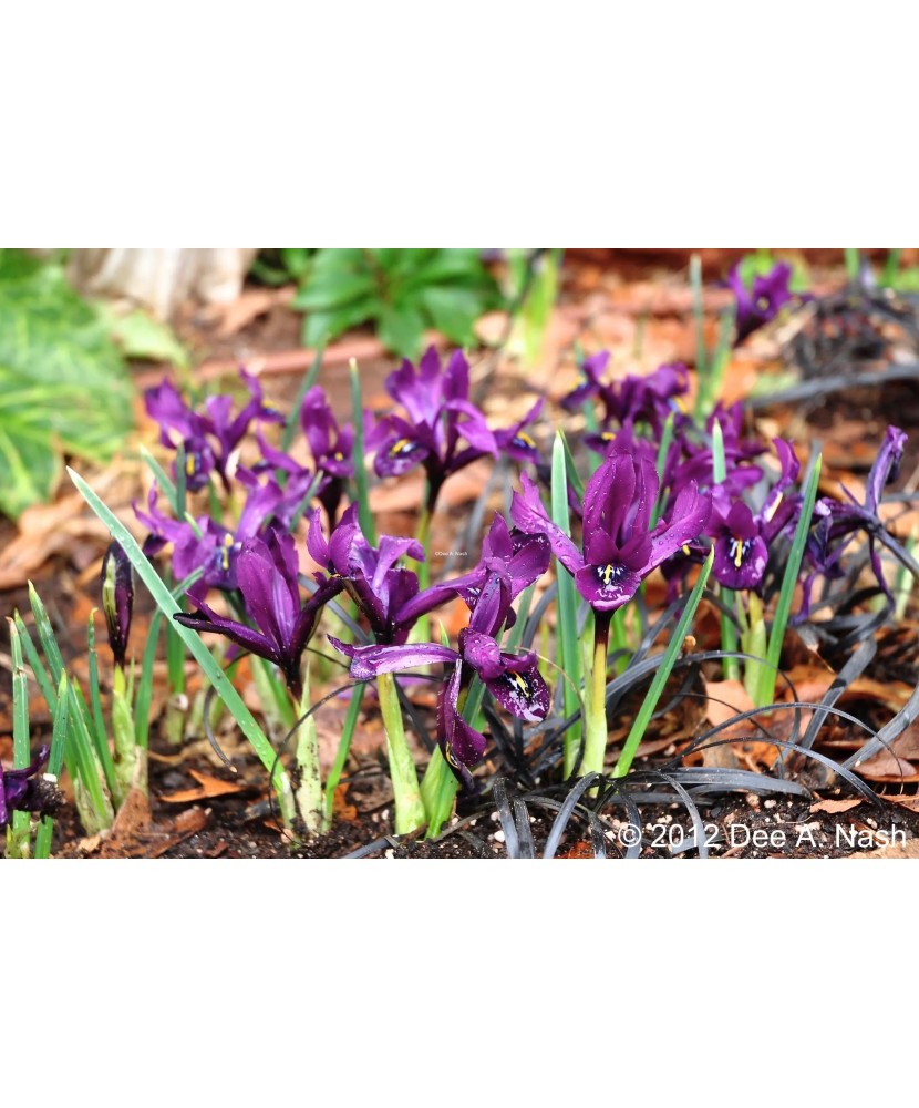 Iris Reticulata, Purple Gem., Violet, 5/6, 1 Bulb