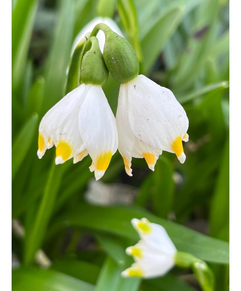 Ghiocei Leucojum, Vernum I, Alb, I, 1 Bulb