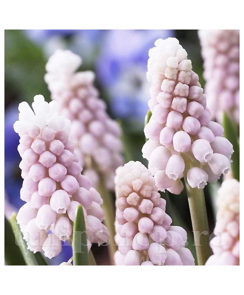 Zambile Struguras Muscari, Pink Sunrise, Roz, 5/6, 1 Bulb