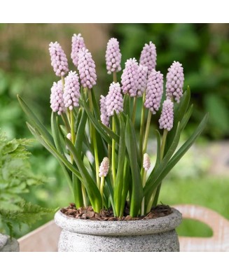 Zambile Struguras Muscari, Pink Sunrise, Roz, 5/6, 1 Bulb