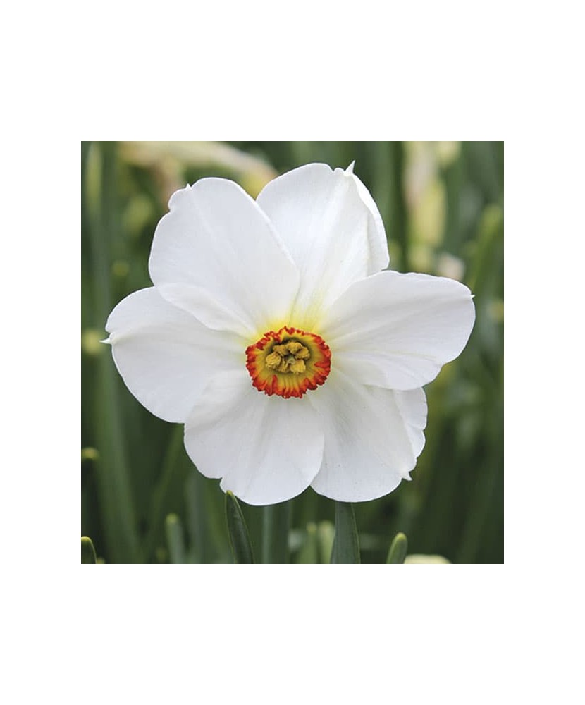 Narcise Narcissus, Actaea, Alb, 14/16, 1 Bulb
