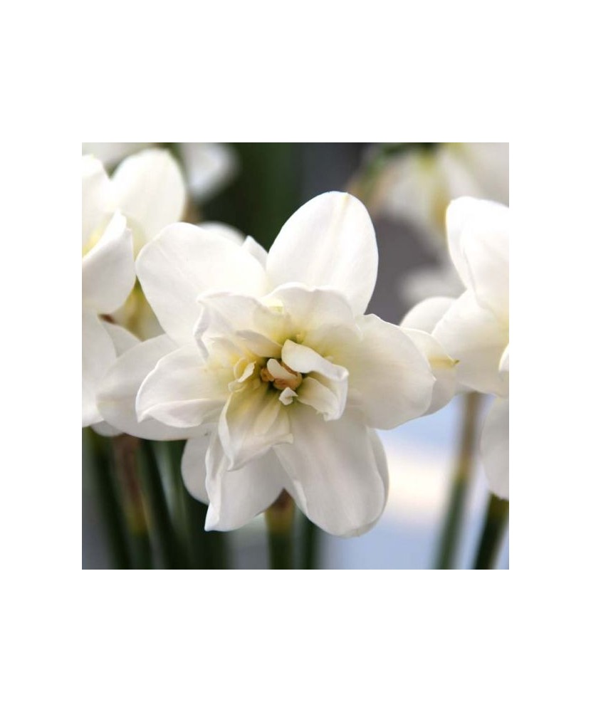 Narcise Narcissus, Albus Plenus Floare Dubla, Alb, 12/14, 1 Bulb