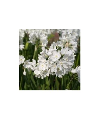 Narcise Narcissus, Albus Plenus Floare Dubla, Alb, 12/14, 1 Bulb