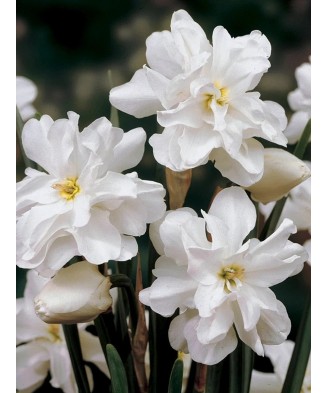 Narcise Narcissus, Albus Plenus Floare Dubla, Alb, 12/14, 1 Bulb