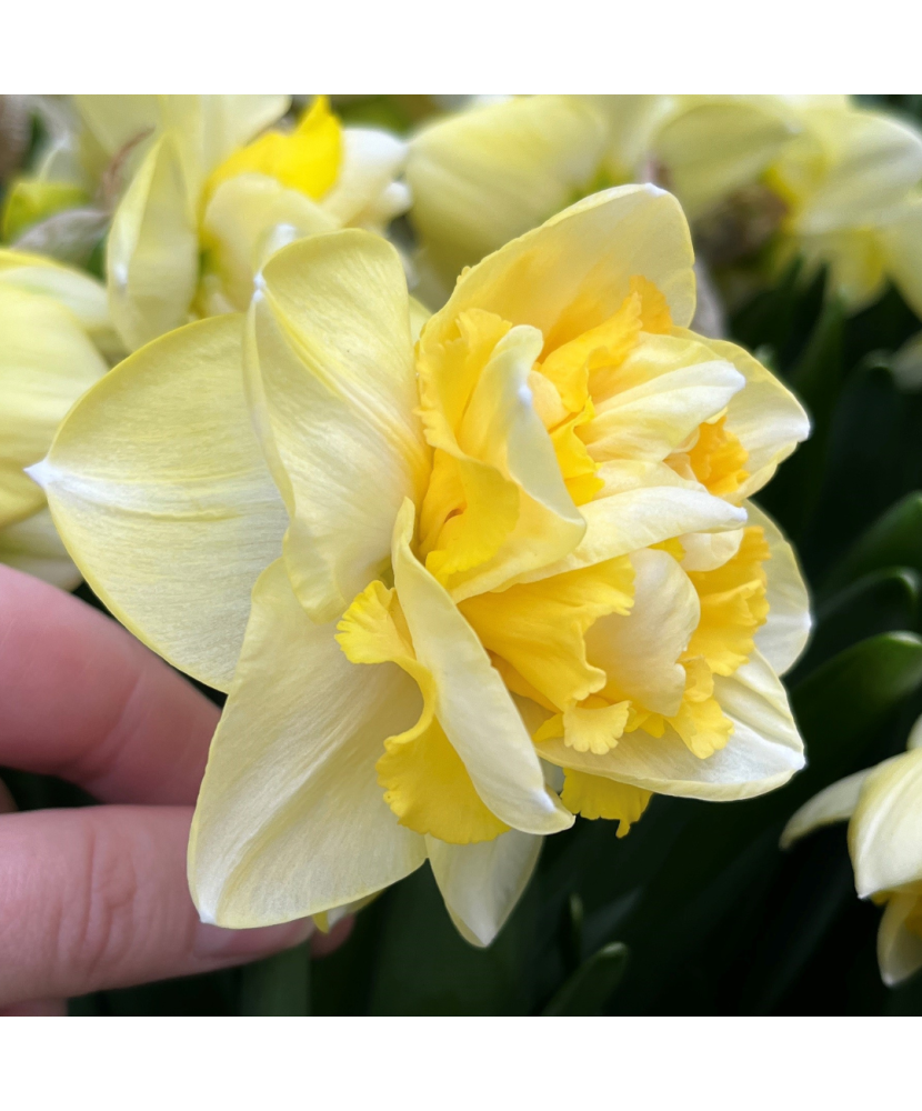 Narcise Narcissus, Art Perfume, Galben, 14/16, 1 Bulb