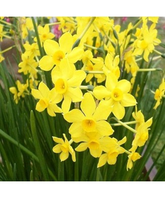 Narcise Narcissus, Baby...