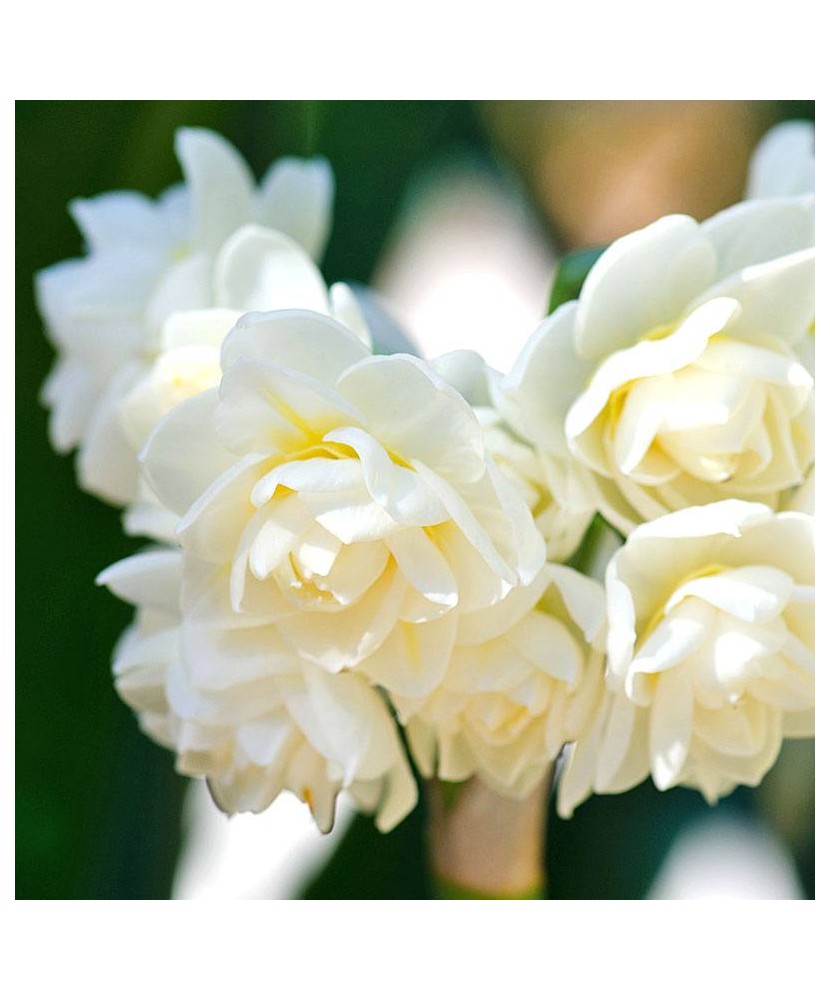 Narcise Narcissus, Erlicheer Multiflora, Alb, 15/17, 1 Bulb