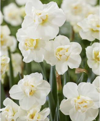Narcise Narcissus, Erlicheer Multiflora, Alb, 15/17, 1 Bulb