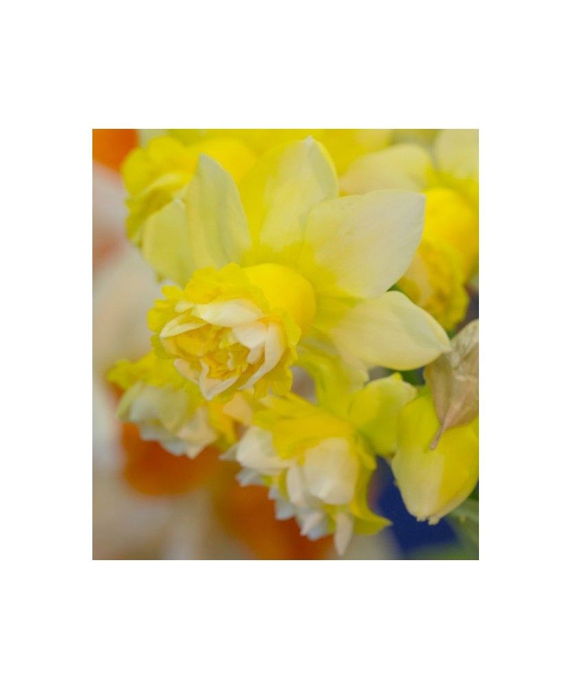 Narcise Narcissus, Milena, Galben, 14/16, 1 Bulb