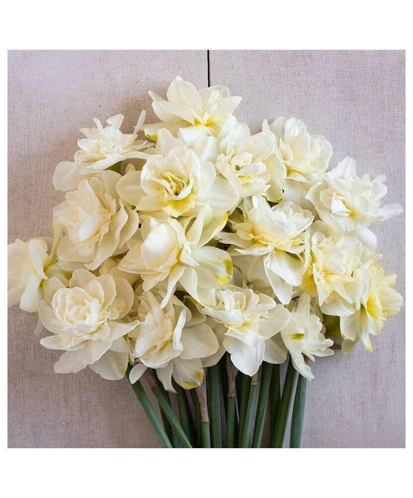 Narcise Narcissus, Obdam Floare Dubla, Alb, 14/16, 1 Bulb