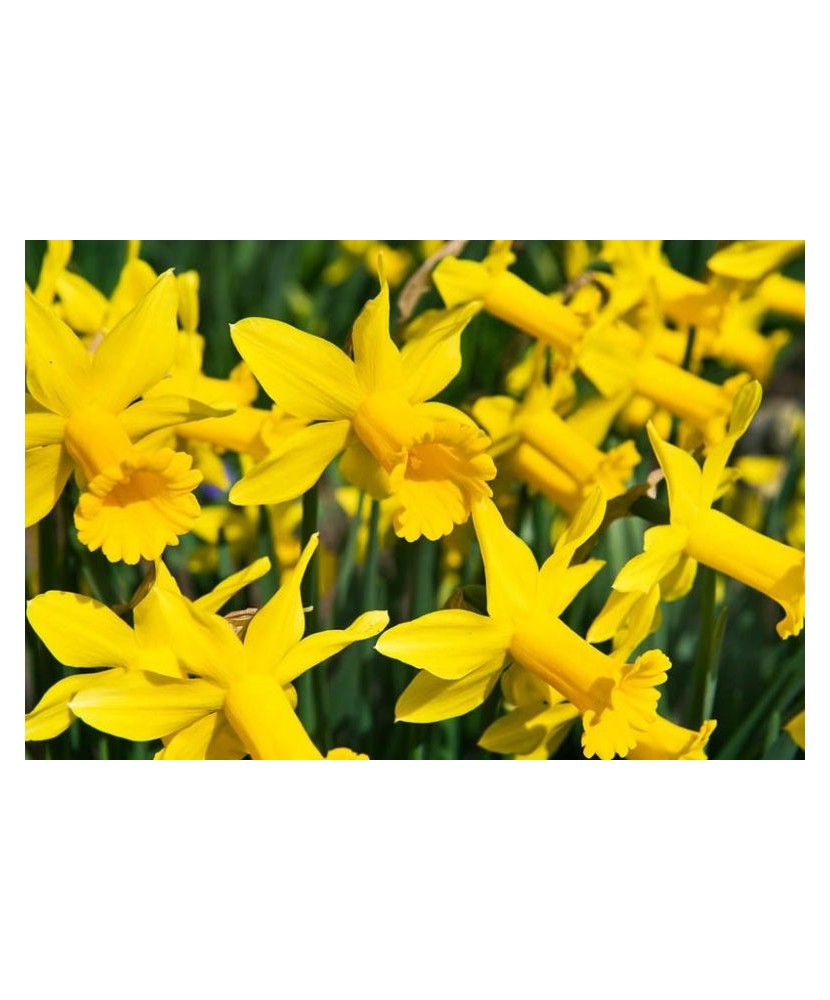 Narcise Narcissus, Peeping Tom, Galben, 10/12, 1 Bulb