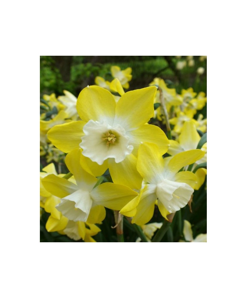 Narcise Narcissus, Pipit, Galben/Alb, 12/14, 1 Bulb