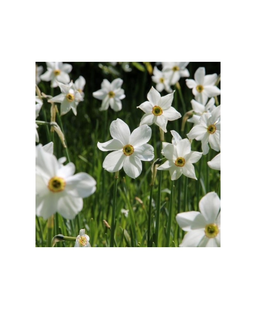 Narcise Narcissus, Recurvus, Alb, 14/16, 1 Bulb