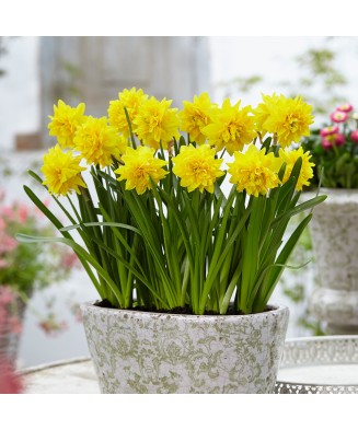 Narcise Narcissus, Tete a Tete Deluxe, Galben, 12/14, 1 Bulb