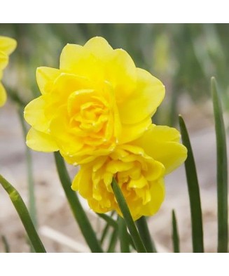 Narcise Narcissus, Tete a Tete Deluxe, Galben, 12/14, 1 Bulb