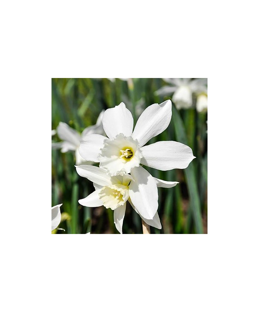 Narcise Narcissus, Thalia, Alb, 12/14, 1 Bulb
