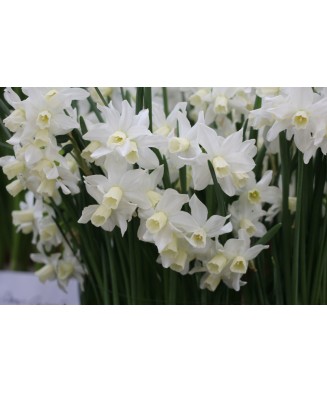 Narcise Narcissus, Toto Mini Pitice Multiflora, Alb, 10/12, 1 Bulb