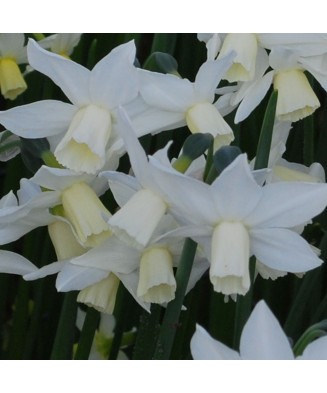 Narcise Narcissus, Toto Mini Pitice Multiflora, Alb, 10/12, 1 Bulb