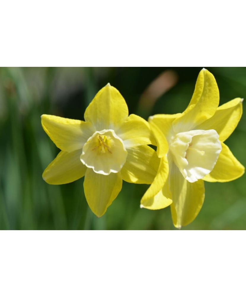 Narcise Narcissus, Verdin, Galben/Alb, 12/14, 1 Bulb