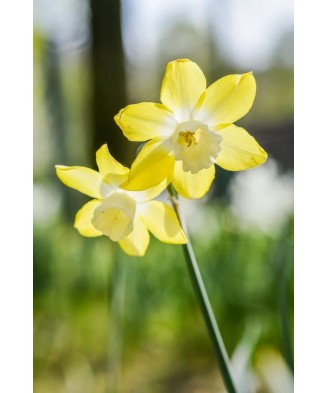 Narcise Narcissus, Verdin, Galben/Alb, 12/14, 1 Bulb