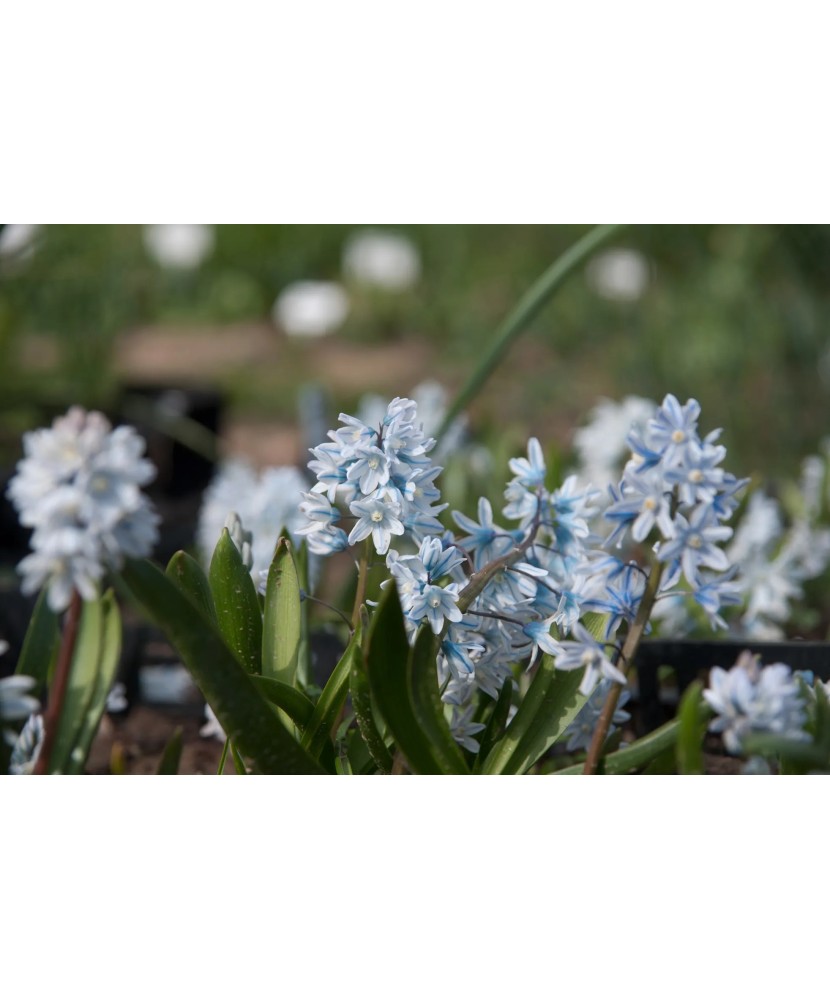 Ghiocei Rusesti Puschkinia, Libanotica, Blue, 6/+, 1 Bulb