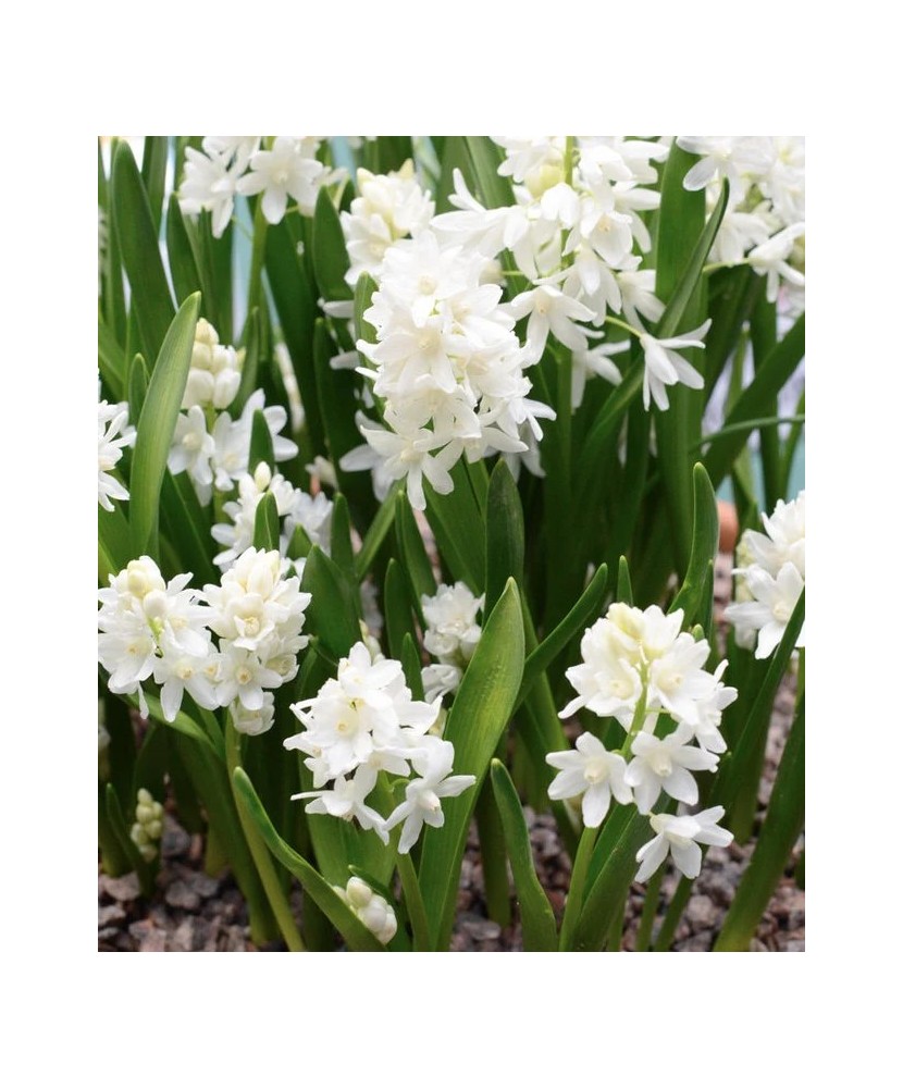 Ghiocei Rusesti Puschkinia, Libanotica Alba, Alb, 5/6, 1 Bulb