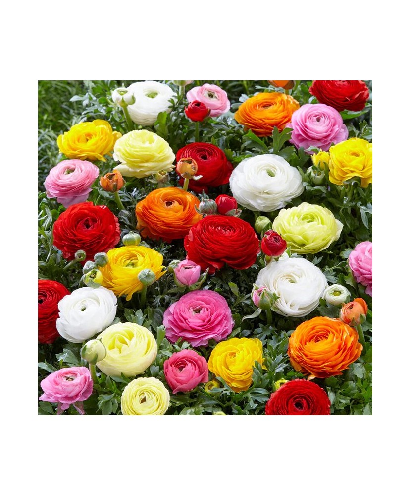 Piciorul Cocosului Ranunculus, Mixed, Multicolor, 6/+, 1 Bulb