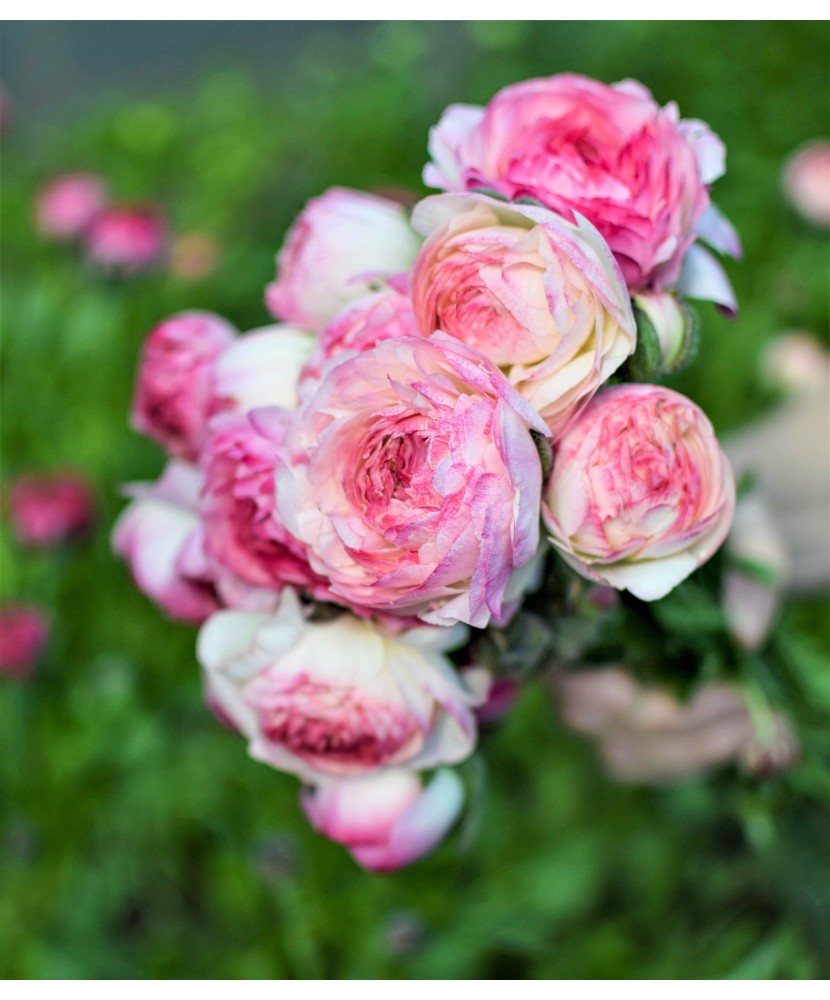 Piciorul Cocosului Ranunculus, Picotee Rose, Roz, 6/7, 1 Bulb