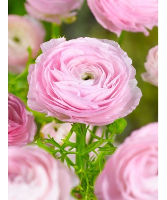 Piciorul Cocosului...