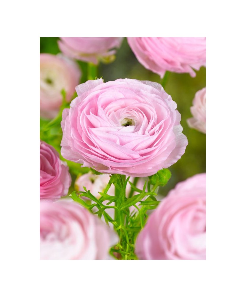 Piciorul Cocosului Ranunculus, Pink, Roz, 10/+, 1 Bulb