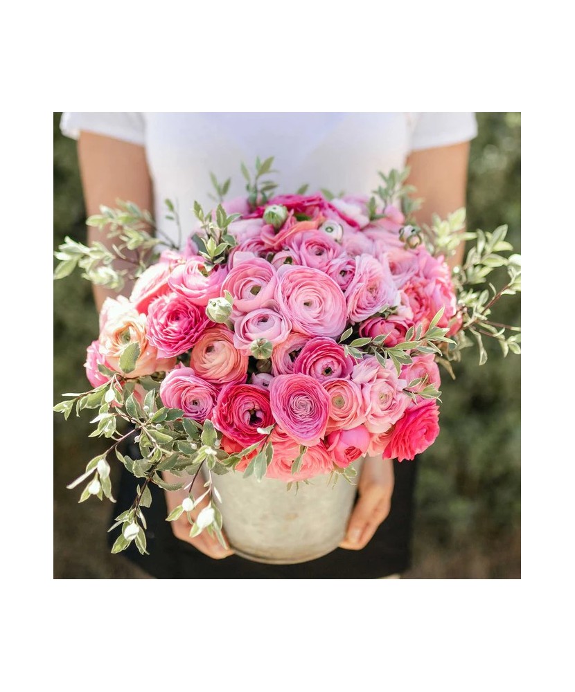 Piciorul Cocosului Ranunculus, Pink, Roz, 6/7, 1 Bulb