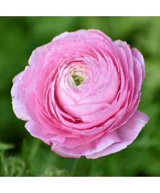 Piciorul Cocosului Ranunculus, Pink, Roz, 6/7, 1 Bulb