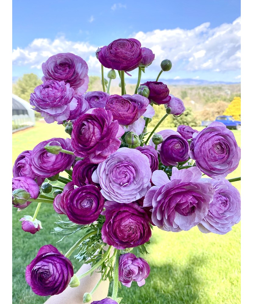 Piciorul Cocosului Ranunculus, Purple, Violet, 6/7, 1 Bulb