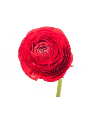 Piciorul Cocosului Ranunculus, Red, Rosu, 10/+, 1 Bulb