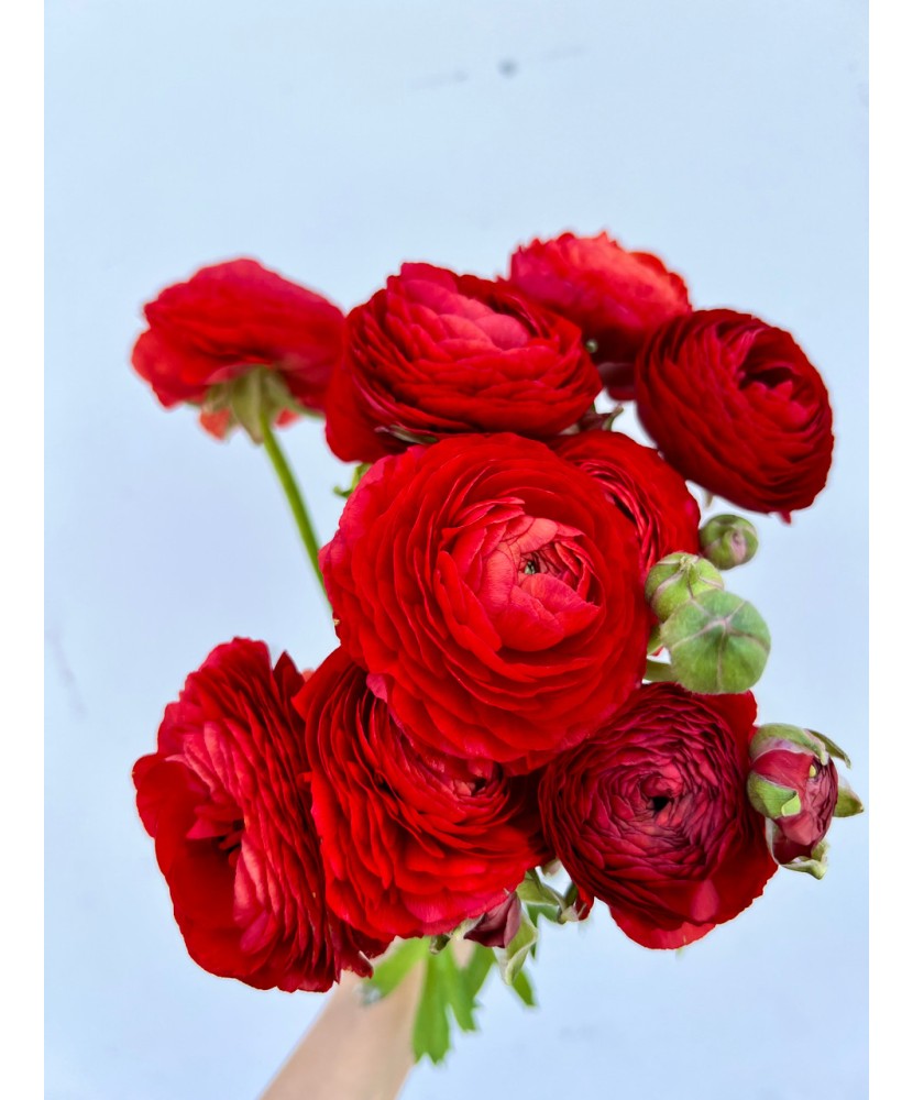 Piciorul Cocosului Ranunculus, Red, Rosu, 6/7, 1 Bulb