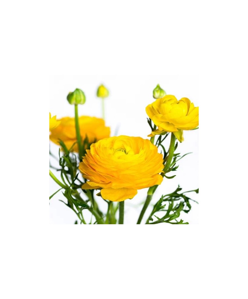 Piciorul Cocosului Ranunculus, Yellow, Galben, 6/7, 1 Bulb