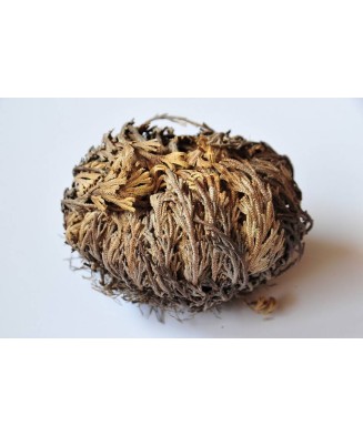 Trandafir de Ierihon Selaginella, Lepidophylla I, Verde, I, 1 Bulb