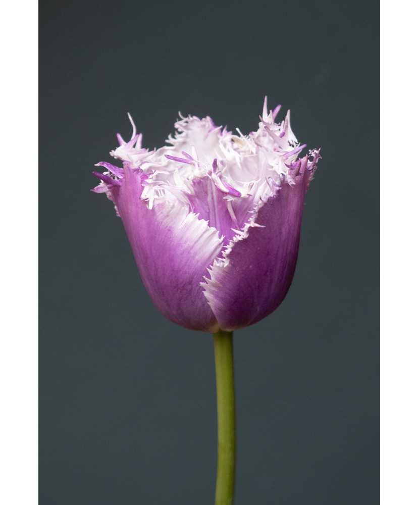 Lalele Tulipa, Cummins, Violet, 12/+, 1 Bulb